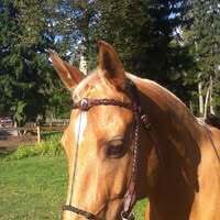 Profilbild