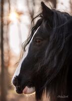 Profilbild Rita Hibbeler