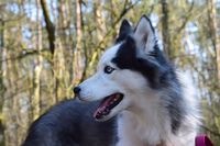 Profilbild