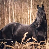 Profilbild Friesen-HSK